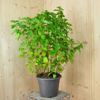 physalis-alkekengi-franchetii-25er-3436.jpg