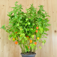 physalis-alkekengi-franchetti-25er-3436.jpg