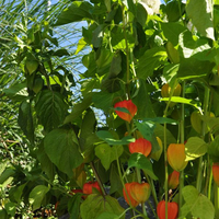 physalis-alkekengi-franchetti-3436.jpg