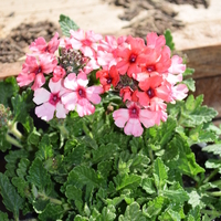 verbena-cultivars-lascar-mango-orange-1619-v.jpg