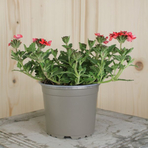 verbena-cultivars-mango-orange-12er-1619.jpg