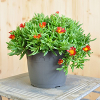 delosperma-fire-wonder-16er-2246.jpg
