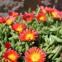 delosperma-fire-wonder-2246.jpg
