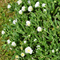 delosperma-improved-white-3518.jpg