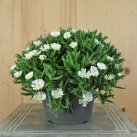 delosperma-white-improved-3518.jpg