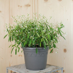euphorbia-hypericifolia-diamant-frost-21er-2253.jpg