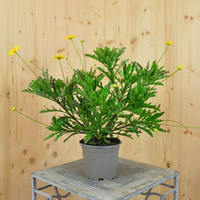 euryops-x-athanasiae-12er-1512.jpg
