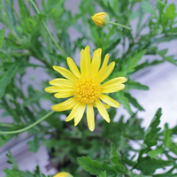euryops-x-athanasiae-1512.jpg
