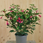 fuchsia-cultivars-beacon-12er-3505.jpg