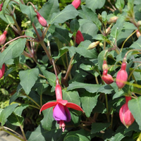 fuchsia-cultivars-beacon-3505.jpg