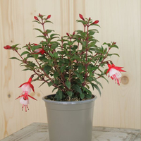 fuchsia-cultivars-cherry-and-white-12er-3500.jpg