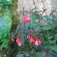 fuchsia-cultivars-diva-cherry-and-white-3500.jpg