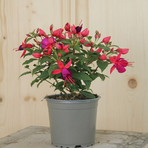 fuchsia-cultivars-diva-rose-and-violet-12er-3502.jpg