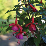 fuchsia-cultivars-diva-rose-and-violet-3502.jpg