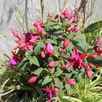 fuchsia-cultivars-rose-and-violet-3502.jpg