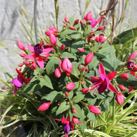fuchsia-cultivars-rose-and-violet-3502.jpg