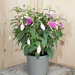 fuchsia-cultivars-diva-white-and-violet-12er-3503.jpg