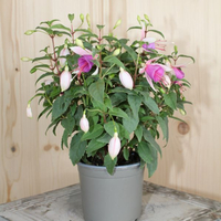 fuchsia-cultivars-diva-white-and-violet-12er-3503.jpg