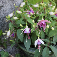 fuchsia-cultivars-diva-white-and-violet-3503.jpg