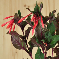 fuchsia-fulgens-12er-1518-v.jpg