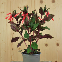 fuchsia-fulgens-12er-1518.jpg