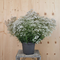 gypsophila-paniculata-summer-sparkles-2072.jpg