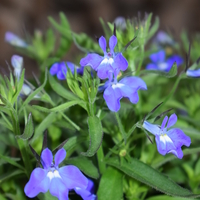 lobelia-blue-1545-v.jpg