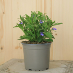 lobelia-erinus-curacao-compact-blue-12er-1545.jpg