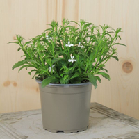 lobelia-erinus-white-curacao-minibasket-white-12er-1547.jpg