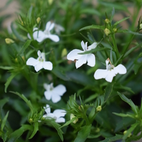 lobelia-white-1547-v.jpg