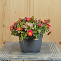 portulac-oleracea-fuchsia-14er-3645.jpg