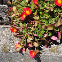 portulaca-oleracea-fuchsia-3645-3762-1.jpg