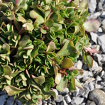 portulaca-oleracea-fuchsia-3645-3762.jpg