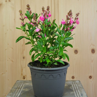 salvia-greggi-mirage-pink-16er-3674.jpg