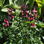 salvia-greggi-mirage-salmon-3675.jpg