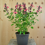 salvia-greggi-mirage-salmon-pink-16er-3675.jpg