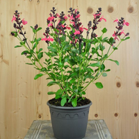 salvia-greggi-mirage-salmon-pink-16er-3675.jpg