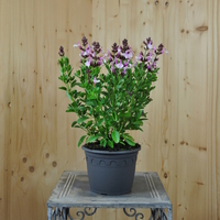 salvia-greggii-mirage-soft-pink-16er-3781.jpg