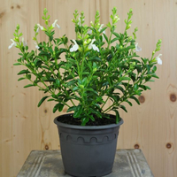 salvia-greggi-mirage-white-16er-3676.jpg