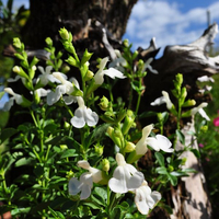 salvia-greggii-mirage-white-3676.jpg