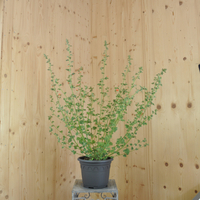 sphaeralcea-ambigua-childerley-25er-3726.jpg