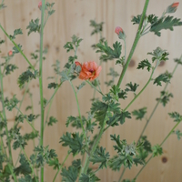 sphaeralcea-ambigua-childerly-3726.jpg
