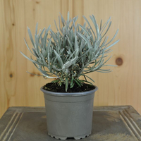 helichrysum-italicum-9er-3767.jpg