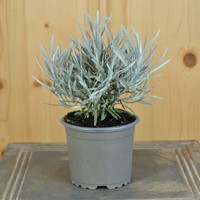 helichrysum-tianchanicum-3767-2.jpg