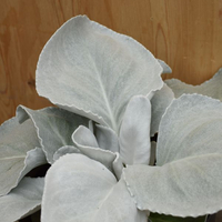 senecio-candicans-3139-3140-3141-2.jpg