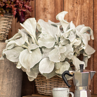 senecio-candicans-3139-3140-3141.jpg
