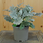 senecio-cineraria-silverdust-9er-3816.jpg