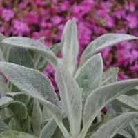 stachys-2706.jpg