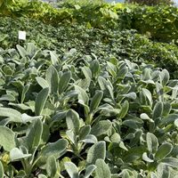stachys-bryzantina-sheila-mcqueen-2706-v.jpg