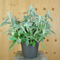 stachys-byzantina-sheila-mcqueen-21er-2706.jpg